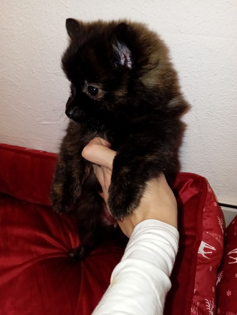 Zwergspitz pomeranian warten auf ihre neuen familien Zwergspitz pomeranian warten auf ihre neuen familien