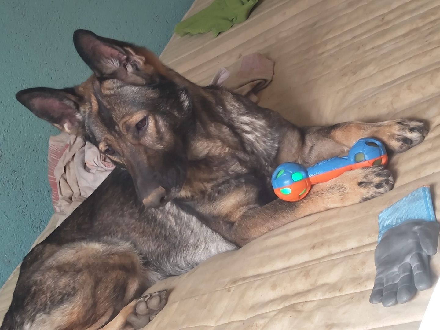 Deutsche Schäferhündin