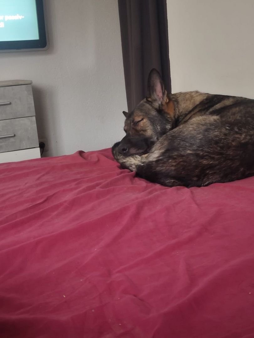 Deutsche Schäferhündin