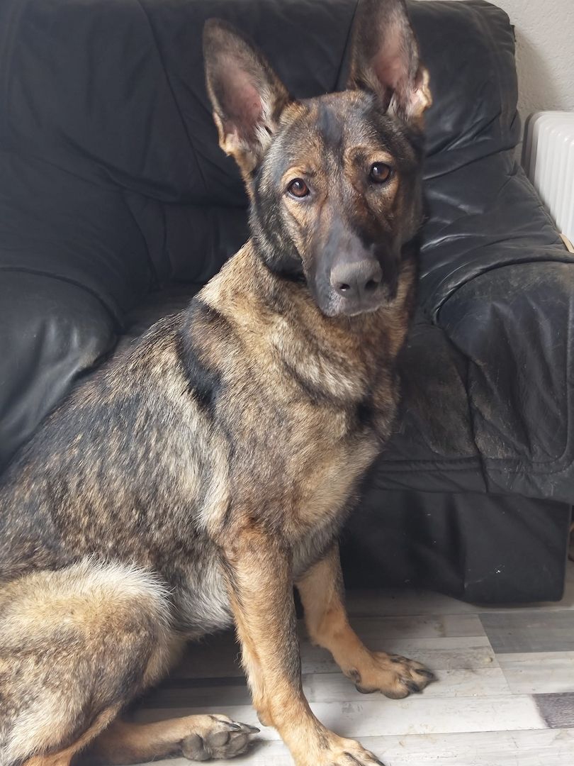 Deutsche Schäferhündin