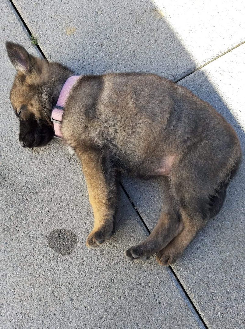 Deutsche Schäferhündin