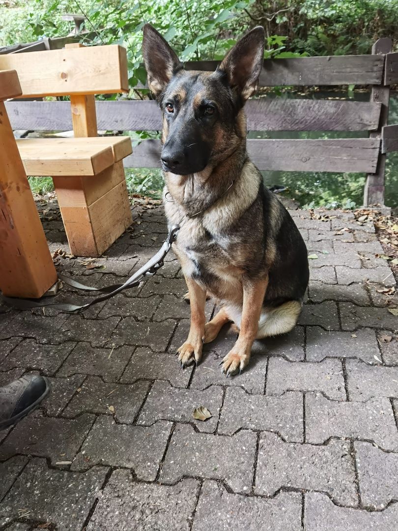 Deutsche Schäferhündin