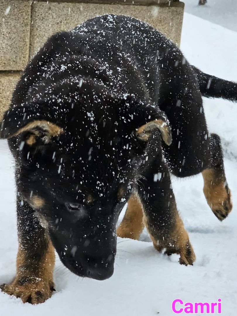Schäferhundewelpe aus 100% DDR Linie Schäferhundewelpe aus 100% DDR Linie