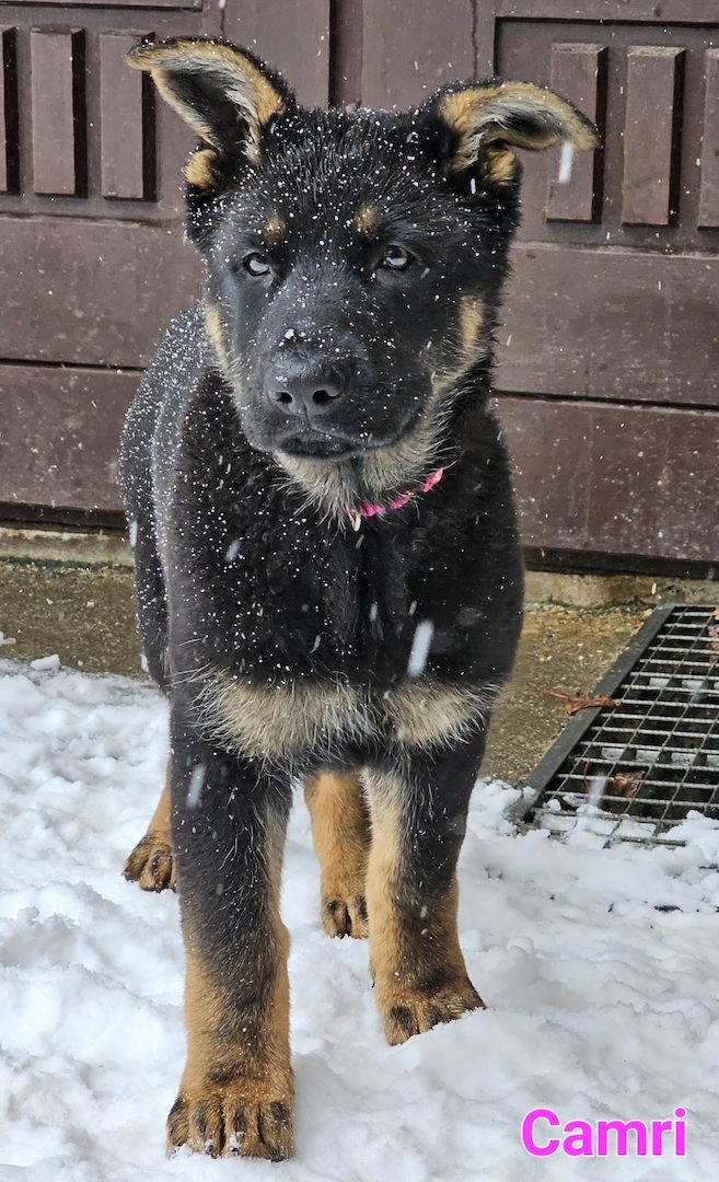 Schäferhundewelpe aus 100% DDR Linie Schäferhundewelpe aus 100% DDR Linie
