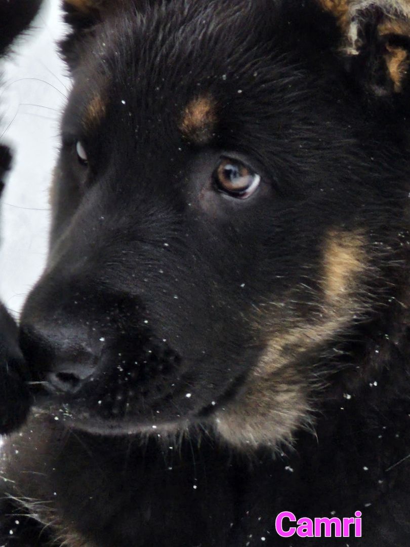 Schäferhundewelpe aus 100% DDR Linie Schäferhundewelpe aus 100% DDR Linie