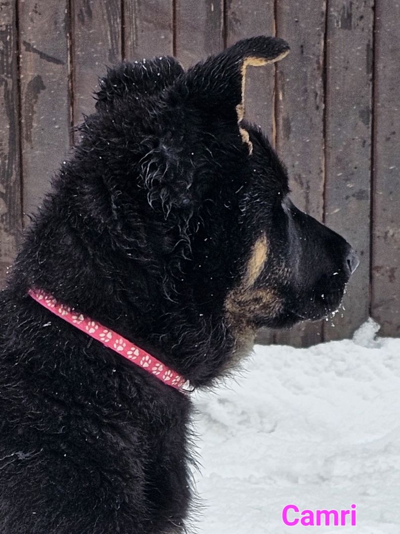 Schäferhundewelpe aus 100% DDR Linie Schäferhundewelpe aus 100% DDR Linie