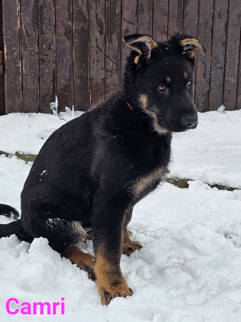 Schäferhundewelpe aus 100% DDR Linie Schäferhundewelpe aus 100% DDR Linie