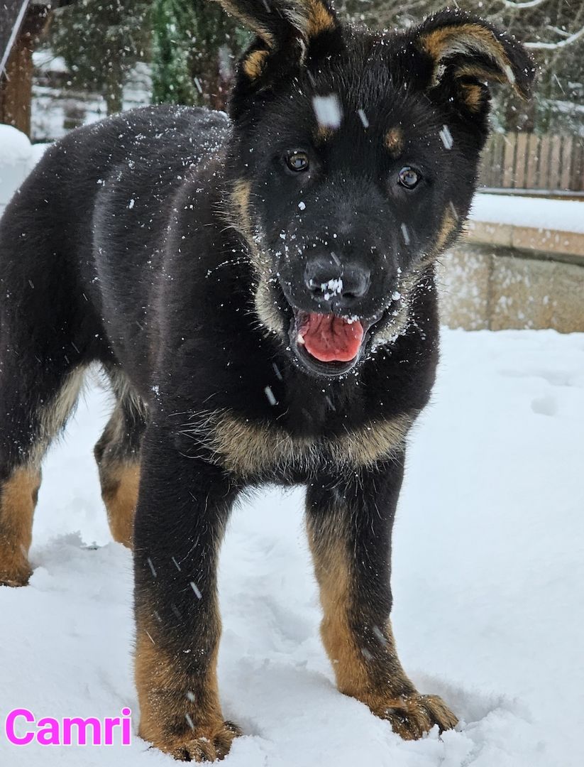 Schäferhundewelpe aus 100% DDR Linie Schäferhundewelpe aus 100% DDR Linie