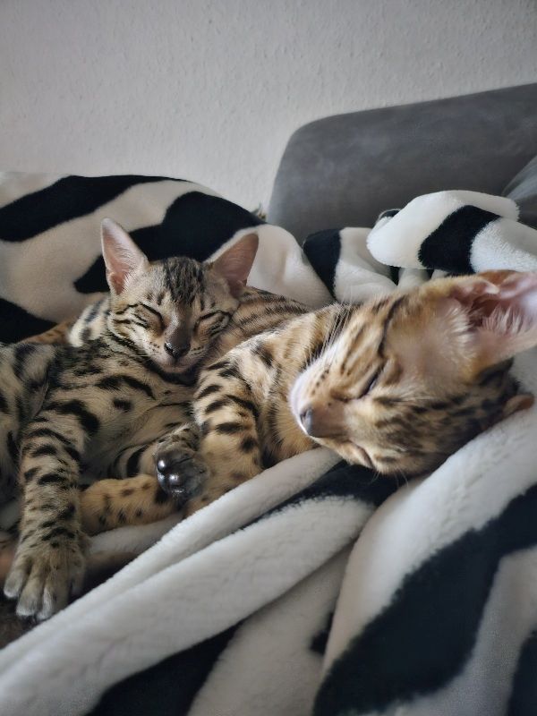 2 Bengal mit Katzenbaum,  Katzenspielzeug, Katzenklo