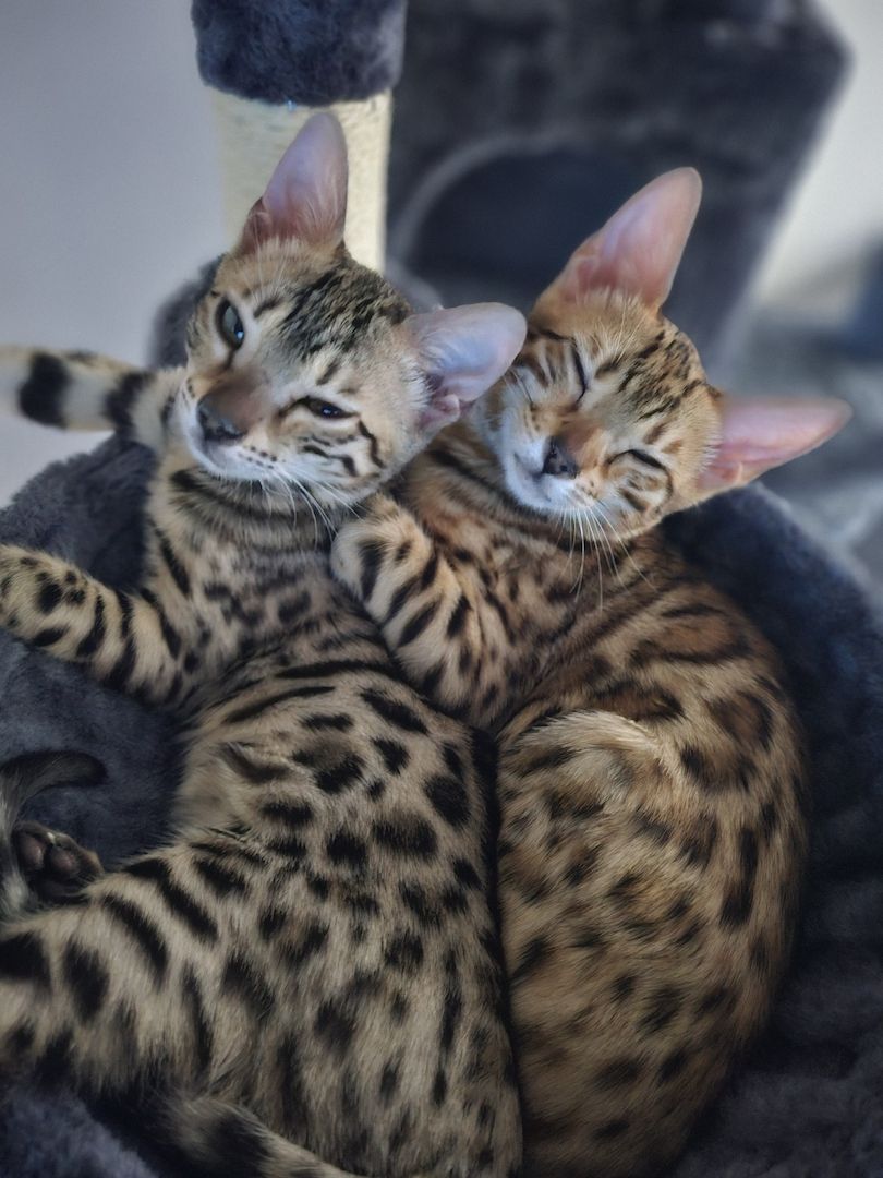 2 Bengal mit Katzenbaum,  Katzenspielzeug, Katzenklo