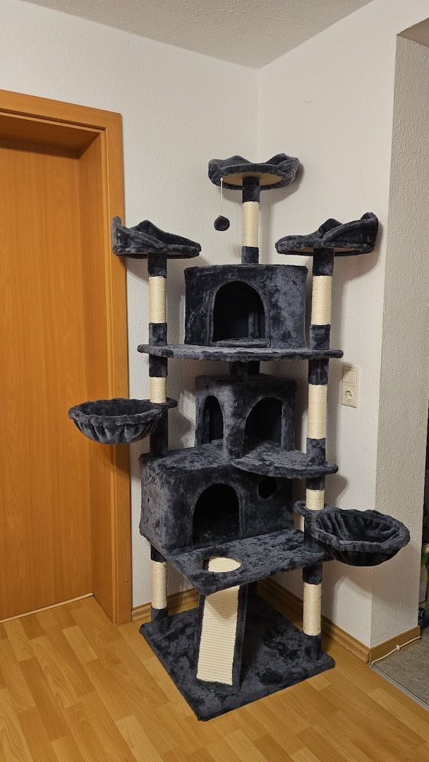 2 Bengal mit Katzenbaum,  Katzenspielzeug, Katzenklo