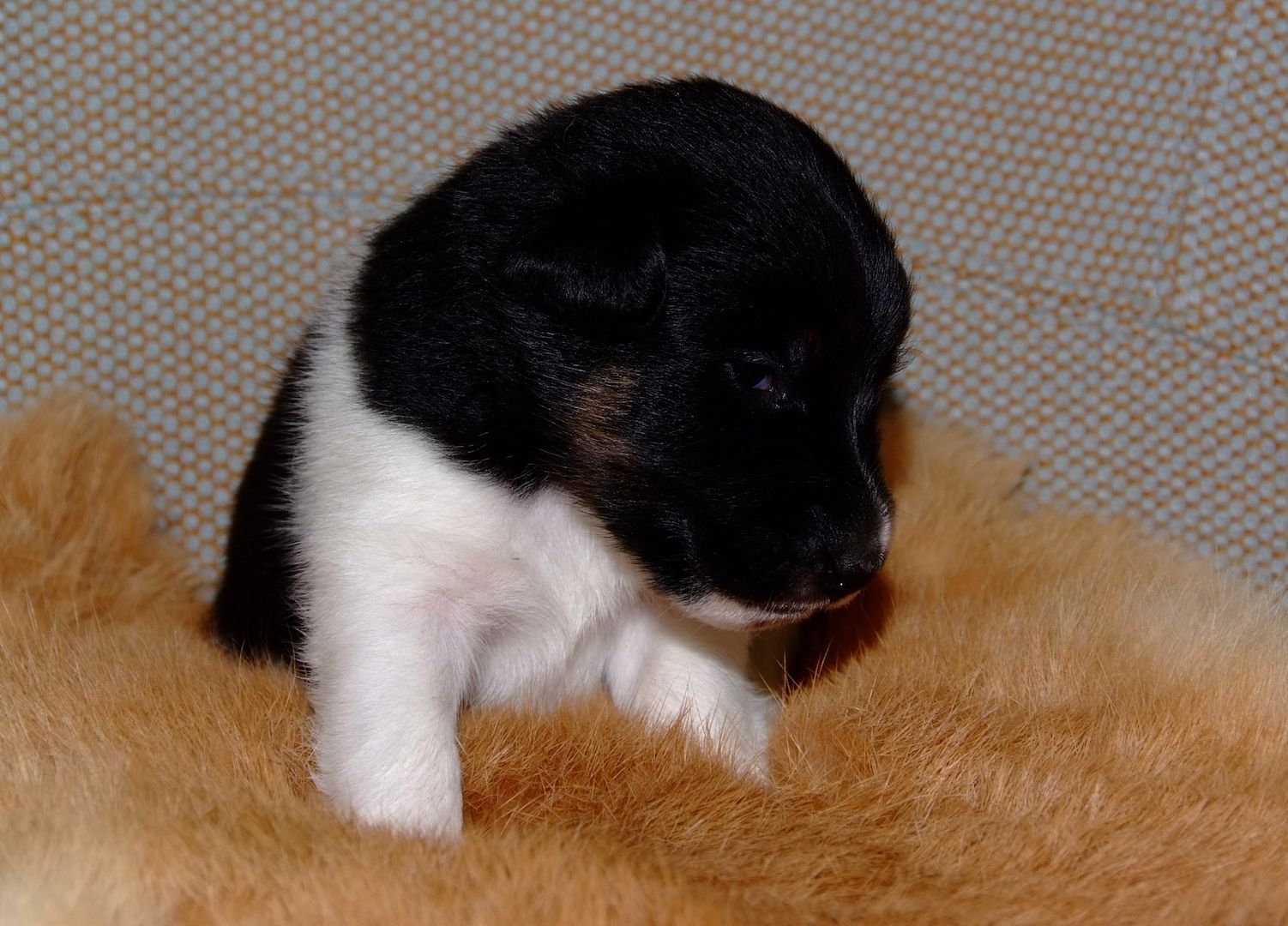 Foxterrierwelpen mit Ahnentafel Foxterrierwelpen mit Ahnentafel