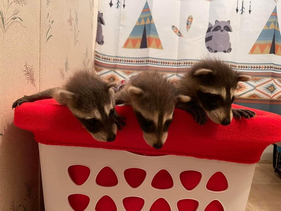 Waschbär verfügbar