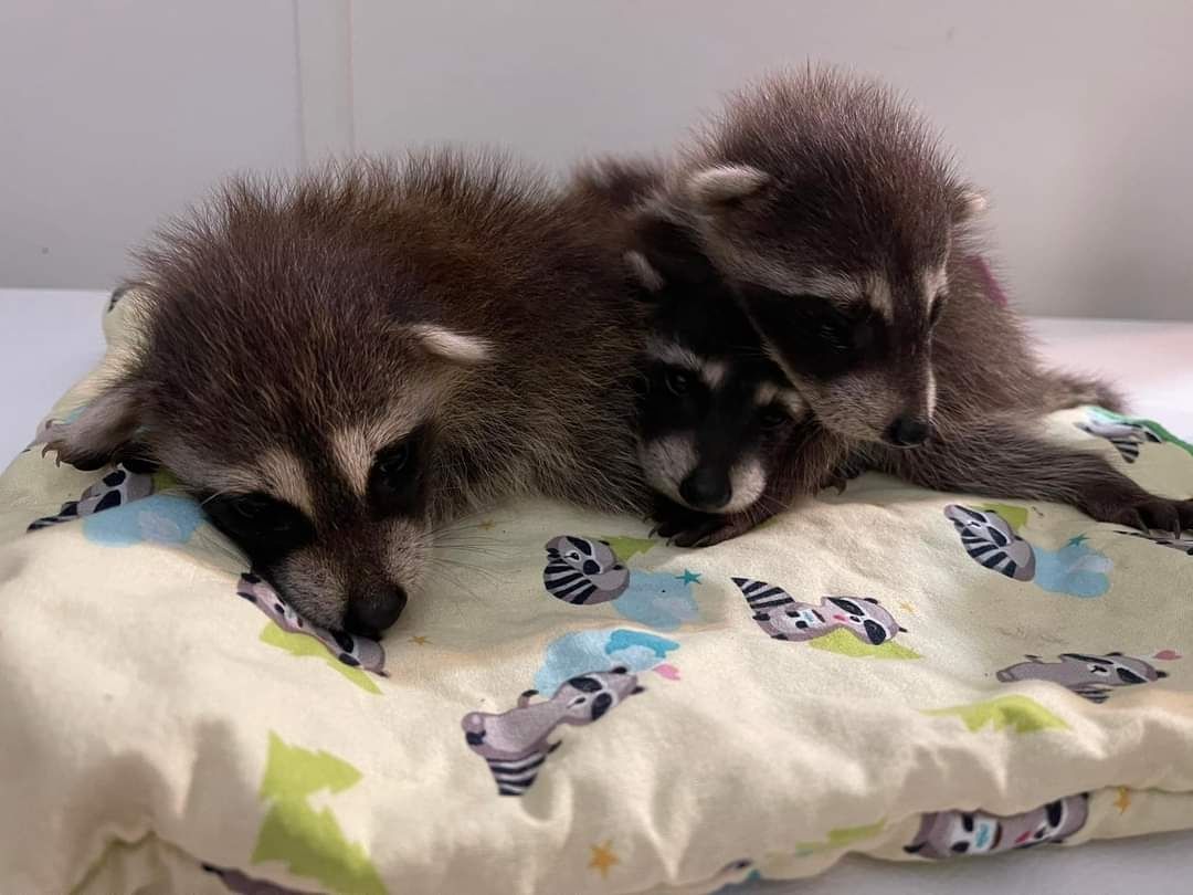 Waschbär verfügbar