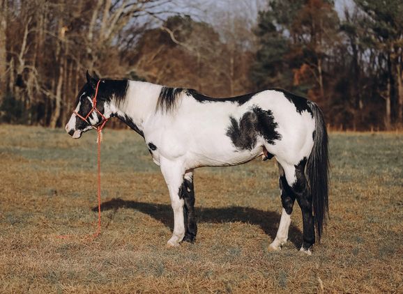 Elegante Paint Horse Wallach Elegante Paint Horse Wallach