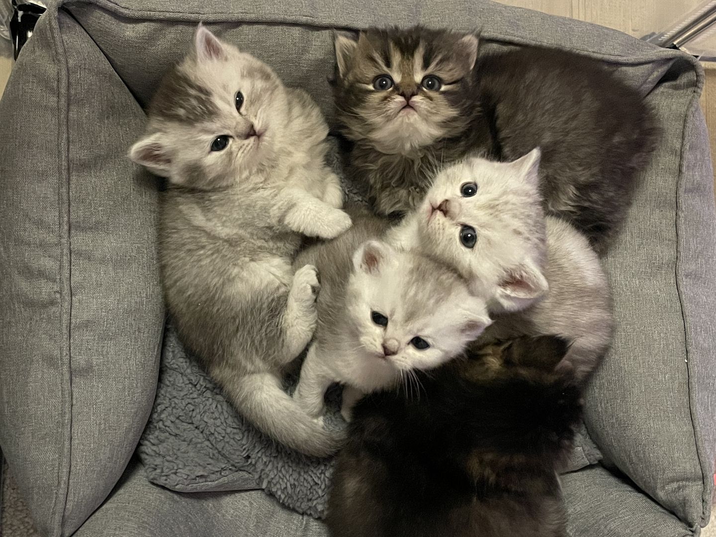 British Kurzhaar Kätzchen