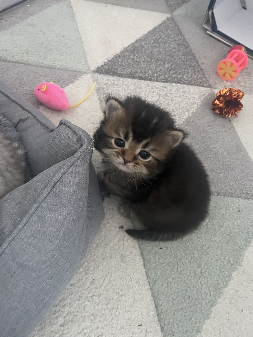 British Kurzhaar Kätzchen