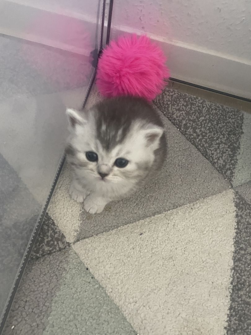 British Kurzhaar Kätzchen