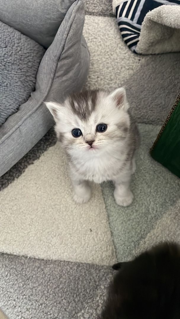 British Kurzhaar Kätzchen