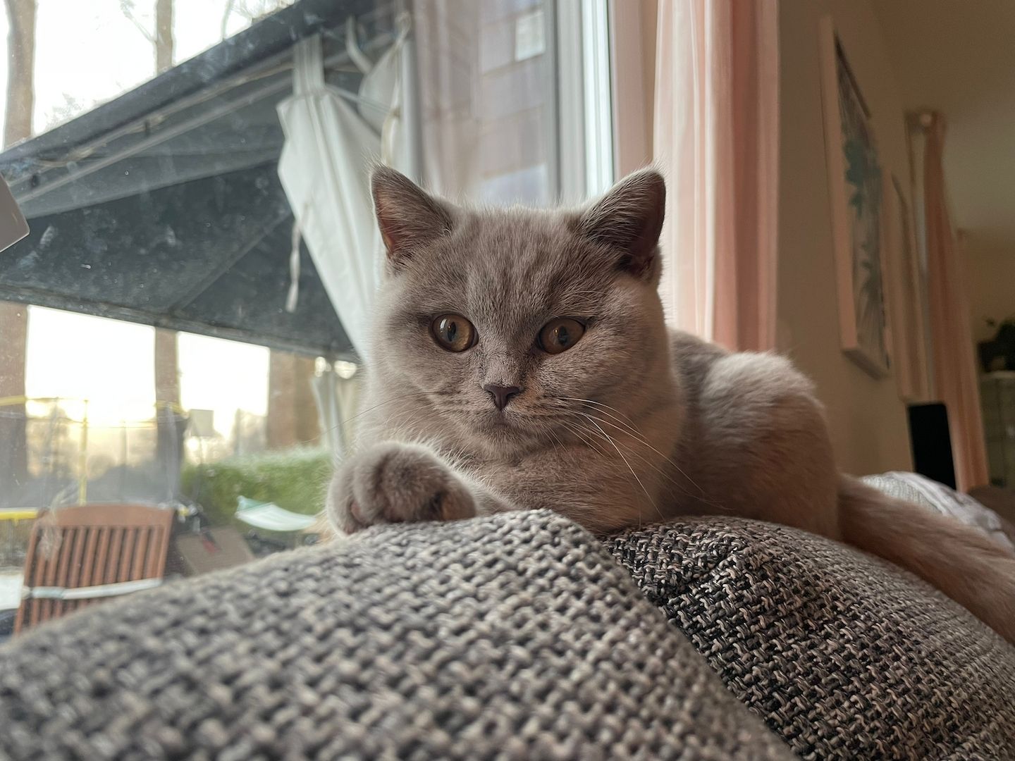 British Kurzhaar Kätzchen