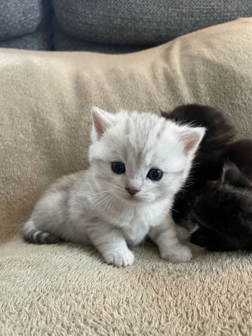 British Kurzhaar Kätzchen