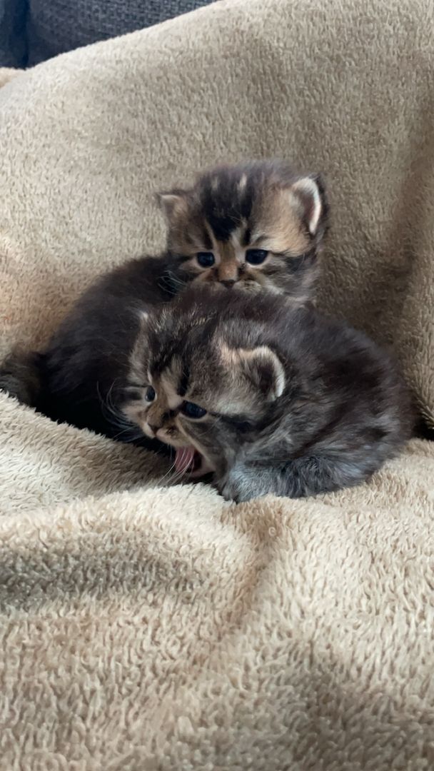 British Kurzhaar Kätzchen