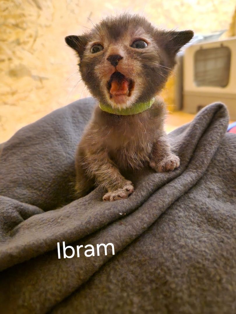 Lykoi Kitten (Stammbaum von Felidae e.V.)