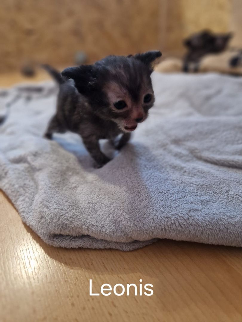 Lykoi Kitten (Stammbaum von Felidae e.V.)
