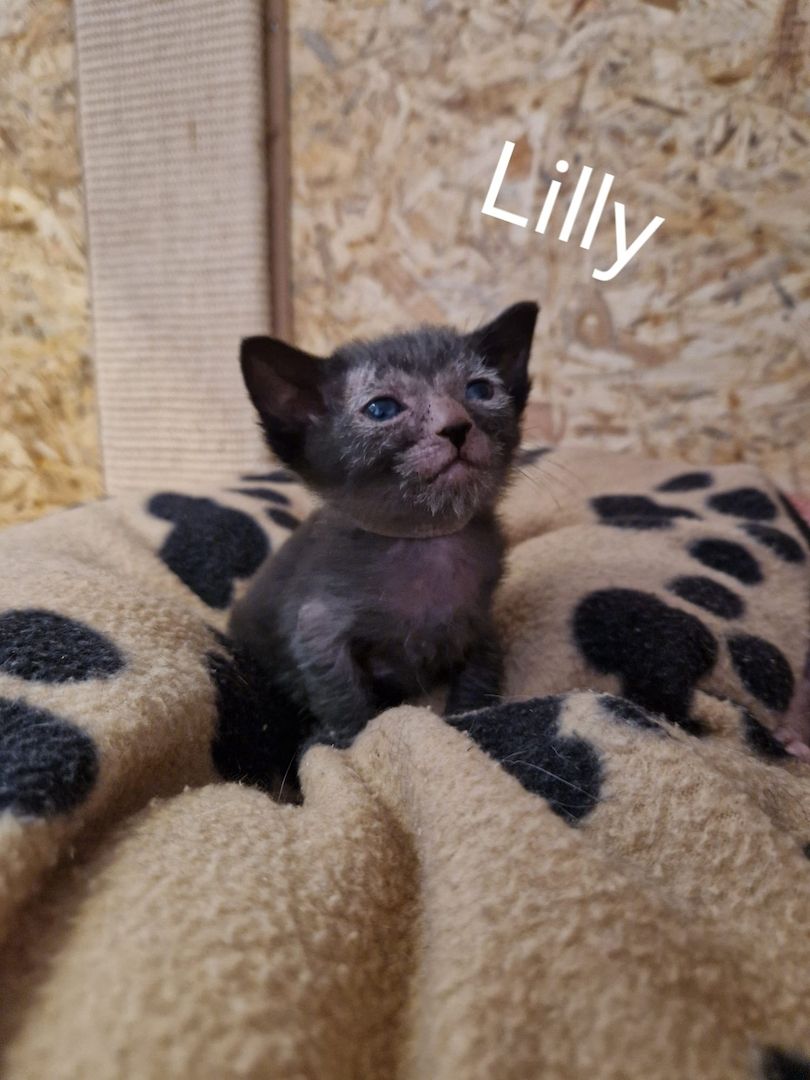 Lykoi Kitten (Stammbaum von Felidae e.V.)