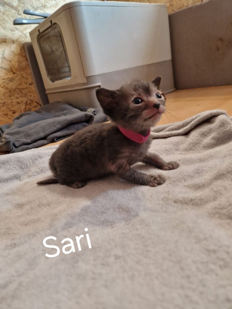 Lykoi Kitten (Stammbaum von Felidae e.V.)