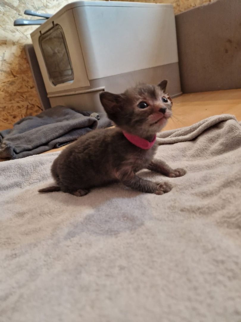Lykoi Kitten (Stammbaum von Felidae e.V.)