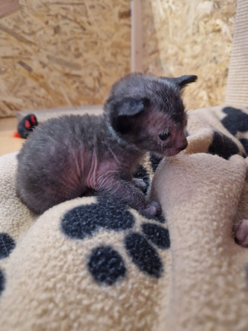Lykoi Kitten (Stammbaum von Felidae e.V.)