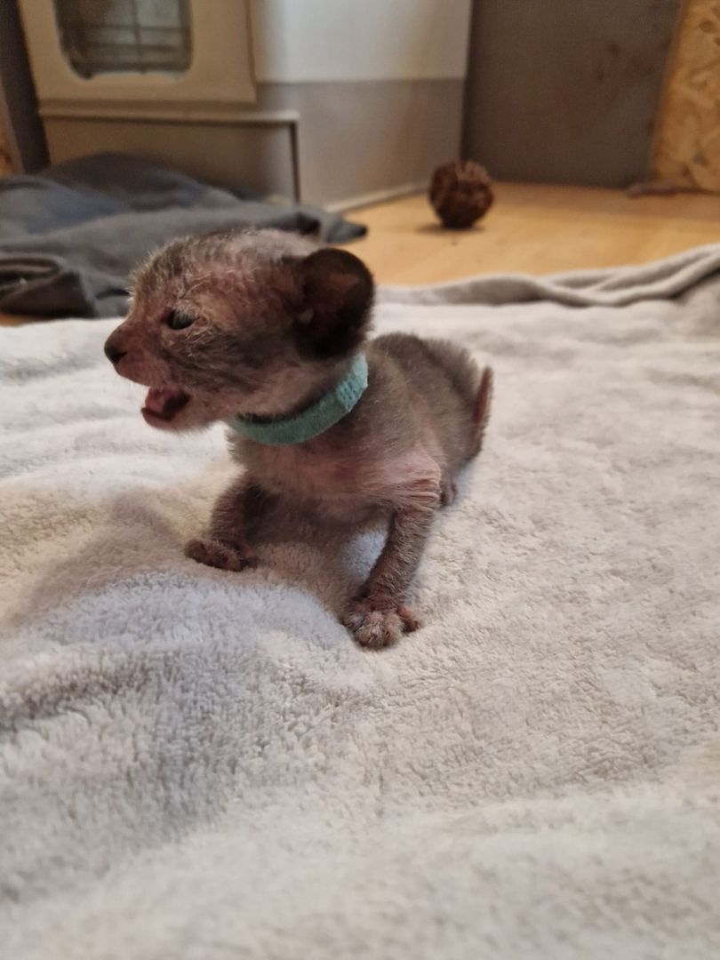 Lykoi Kitten (Stammbaum von Felidae e.V.)