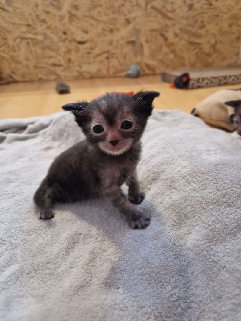 Lykoi Kitten (Stammbaum von Felidae e.V.)