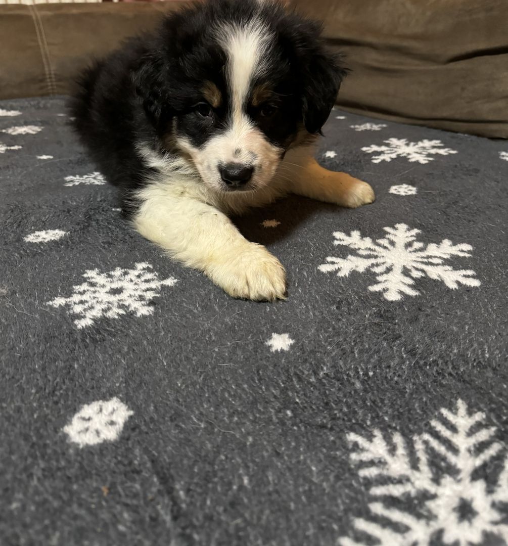 Australian Shepherd Welpe Australian Shepherd Welpe