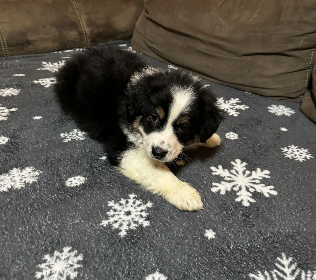 Australian Shepherd Welpe Australian Shepherd Welpe