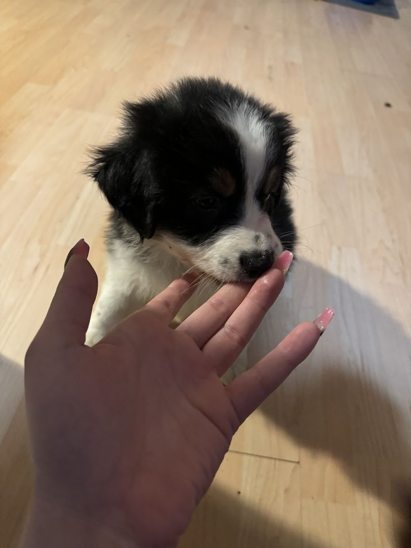 Australian Shepherd Welpe Australian Shepherd Welpe