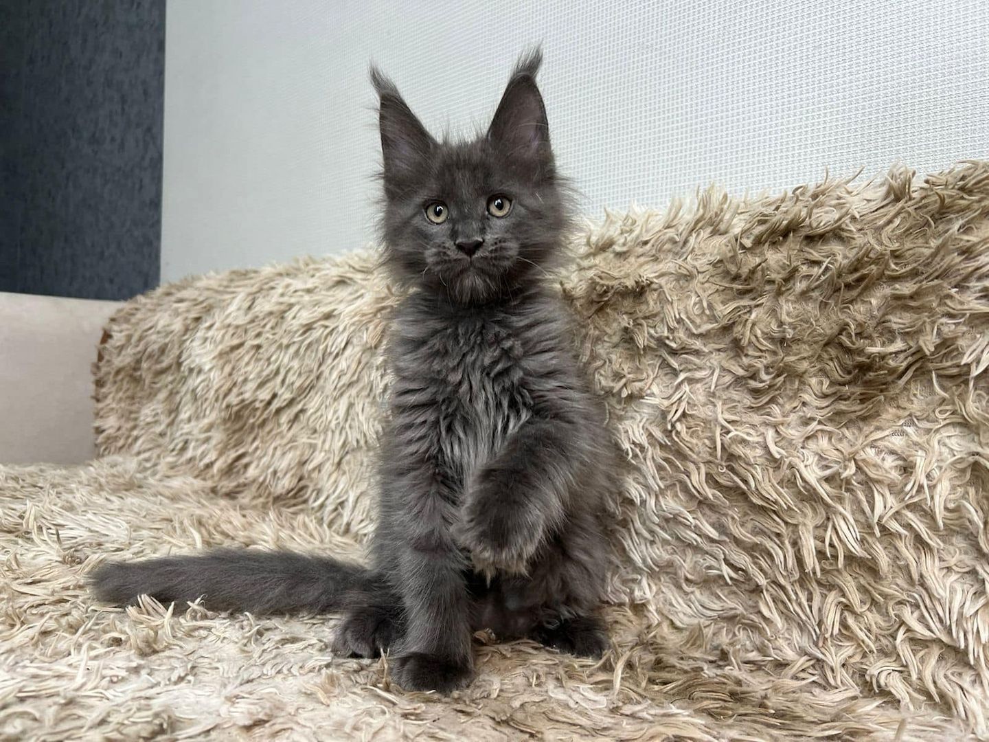 Maine Coon Kätzchen zu verkaufen