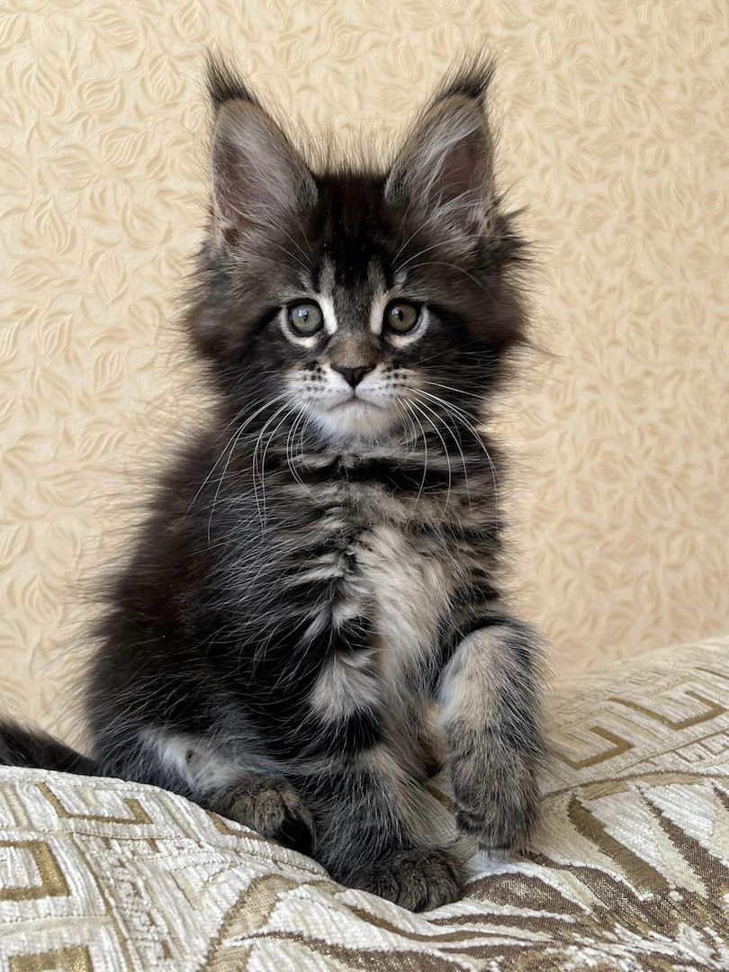 Maine Coon Kätzchen zu verkaufen