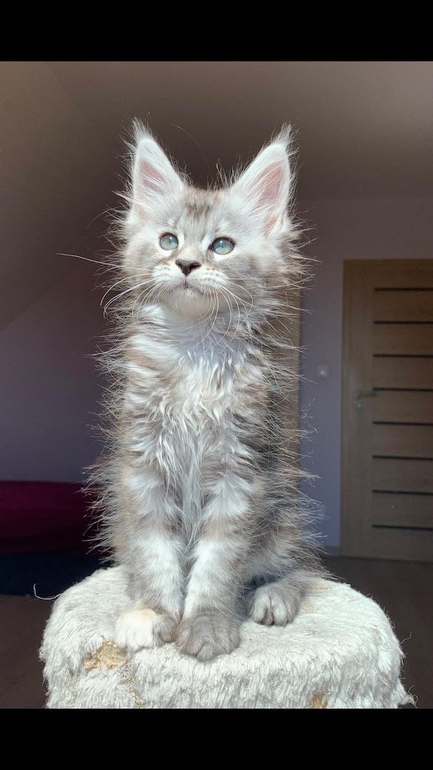 Maine Coon Kätzchen zu verkaufen