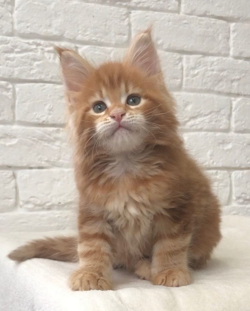 Maine Coon Kätzchen zu verkaufen