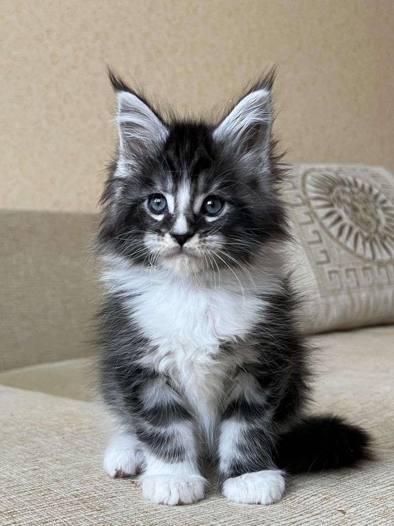 Maine Coon Kätzchen zu verkaufen