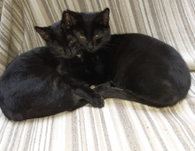 Bagheera & Smokey –  suchen dringend ein Zuhause! (aus dem Tierschutz / gechipt, geimpft, kastriert)