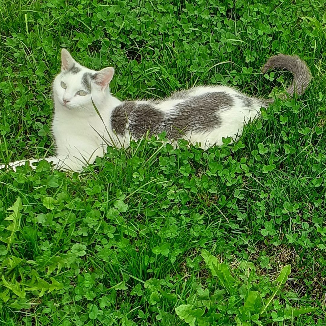 Balu - unvermittelbar? (aus dem Tierschutz / gechipt, geimpft, kastriert) Balu - unvermittelbar? (aus dem Tierschutz / gechipt, geimpft, kastriert)