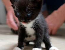 Fiola - sucht dringend ein Zuhause!  (aus dem Tierschutz / gechipt, geimpft)