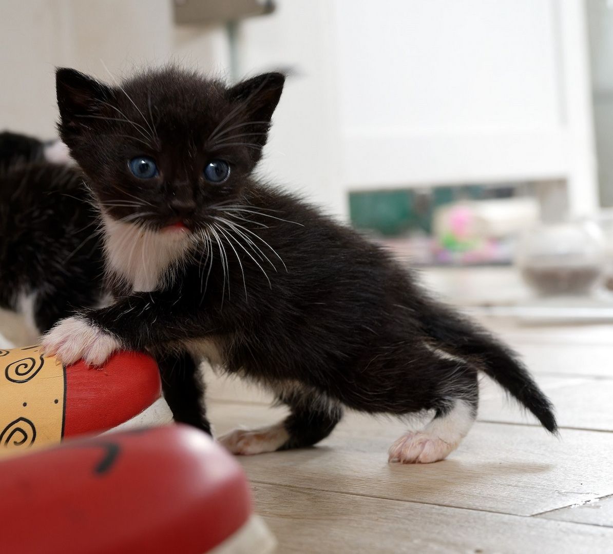 Fiola - sucht dringend ein Zuhause!  (aus dem Tierschutz / gechipt, geimpft)