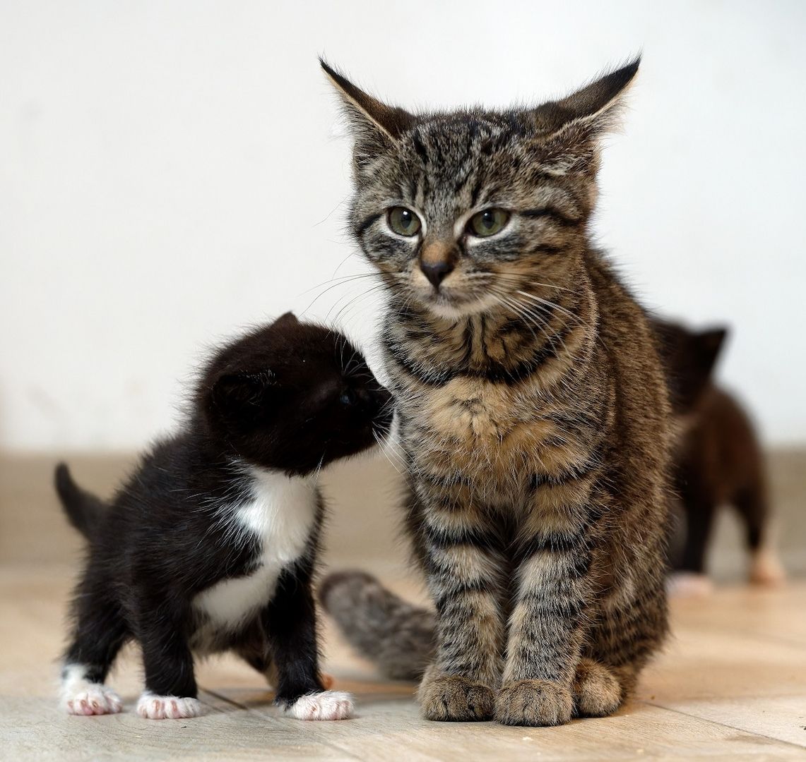 Fiola - sucht dringend ein Zuhause!  (aus dem Tierschutz / gechipt, geimpft)