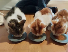 Drei süße Kätzchen suchen ein liebevolles Zuhause! (aus dem Tierschutz / gechipt, geimpft,kastriert)