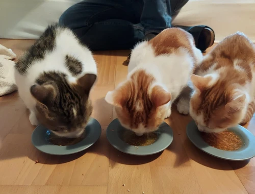 Drei süße Kätzchen suchen ein liebevolles Zuhause! (aus dem Tierschutz / gechipt, geimpft,kastriert)