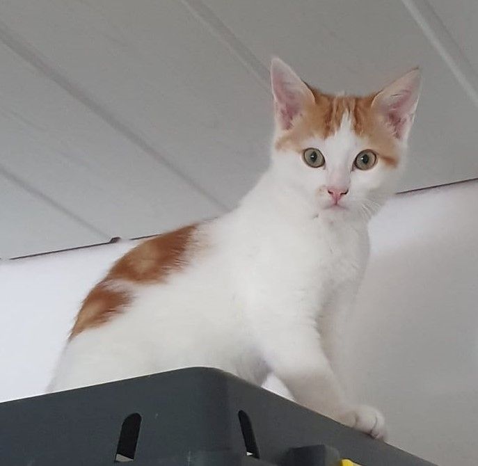 Drei süße Kätzchen suchen ein liebevolles Zuhause! (aus dem Tierschutz / gechipt, geimpft,kastriert)